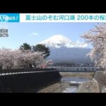 河口湖畔で桜満開　富士山を望む絶景が見ごろ(2023年4月8日)