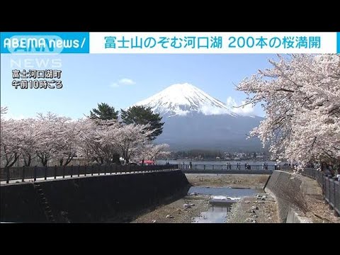 河口湖畔で桜満開　富士山を望む絶景が見ごろ(2023年4月8日)
