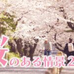 【ドキュメント】桜のある情景2023 Scenes with Cherry Blossoms ～テレビ朝日報道カメラマンが撮影した厳選映像～（2023/4/7） ANN/テレ朝