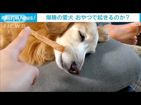 愛犬爆睡中！おやつで起きるか(2023年4月21日)