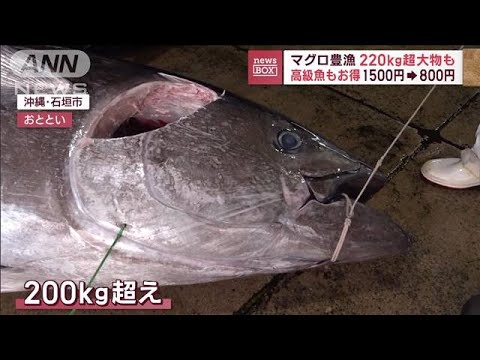 【マグロ豊漁】漁師も仰天！　釣れた220Kg超「クロマグロ」　全国で豊漁なぜ?(2023年4月11日)