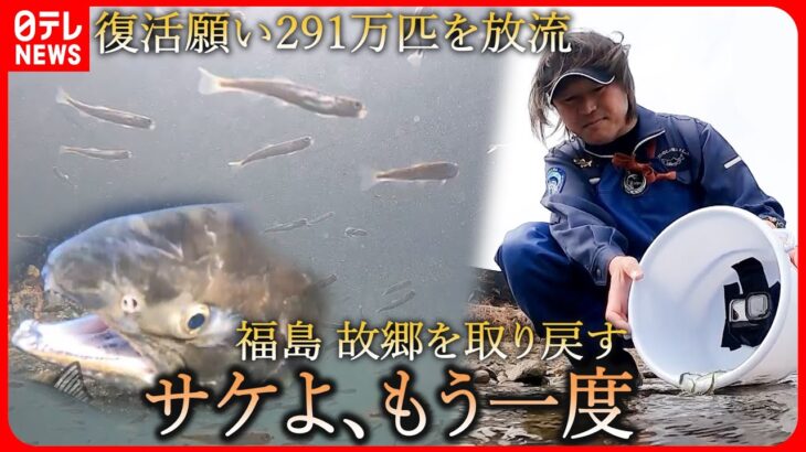 【奮闘】291万匹を放流 福島の川にサケ取り戻す 男性の願い『every.特集』
