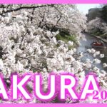 【桜ニュース】3万本の吉野の桜、日本三大桜など　日本全国 さくらニュースまとめ2023/Cherry Blossoms in Japan 2023 ANN/テレ朝