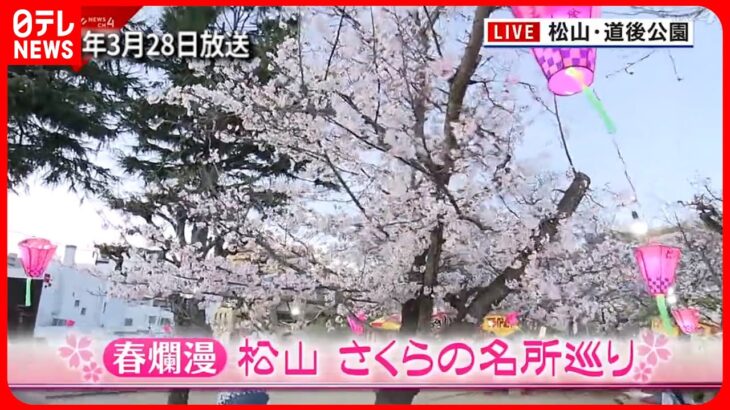 【桜】外国人も歓喜！3月松山で満開  賑わう人々の声　愛媛　NNNセレクション
