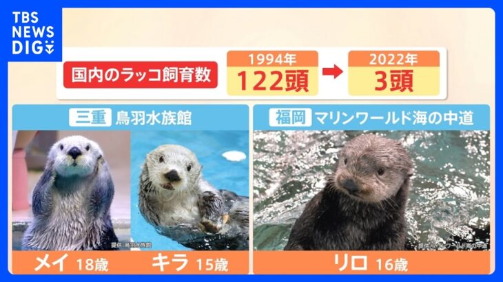 水族館からラッコが消える？国内にわずか3頭　今後は「自然界で見る時代になるかも」【Nスタ】｜TBS NEWS DIG