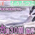 【どうぶつニュースライブ】イルカ約30頭 千葉の海岸に /海岸を埋め尽くすイワシ/リュウグウノツカイ イカ漁の網に2匹/「ザトウクジラ」なぜ東京湾で目撃？など漂流生物まとめ（日テレNEWS LIVE）