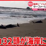 【イルカ】約30頭打ち上げ　サーファーらが懸命の救出活動　千葉県