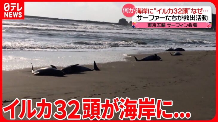 【イルカ】約30頭打ち上げ　サーファーらが懸命の救出活動　千葉県
