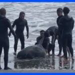 【速報】約30頭のイルカが海岸に打ち上げられる　千葉・一宮町の海岸｜TBS NEWS DIG