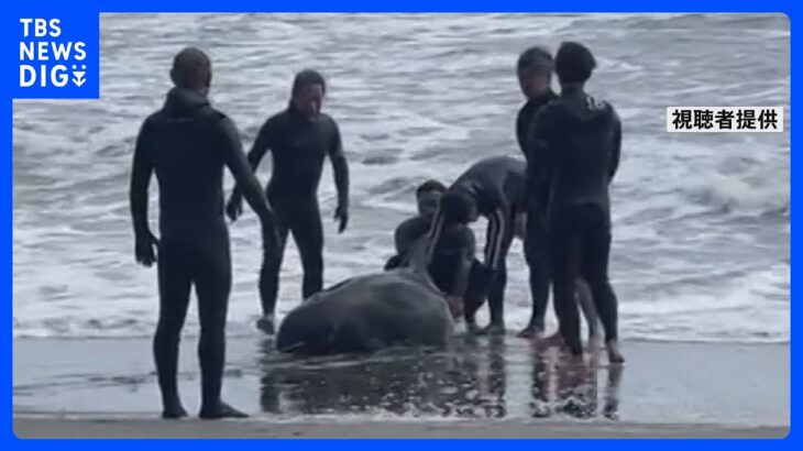 【速報】約30頭のイルカが海岸に打ち上げられる　千葉・一宮町の海岸｜TBS NEWS DIG