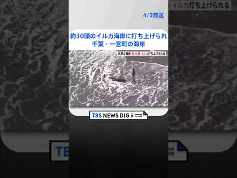 約30頭のイルカが海岸に打ち上げられる　千葉・一宮町の海岸 | TBS NEWS DIG #shorts