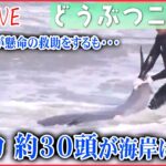 【どうぶつニュースライブ】イルカ約30頭 千葉の海岸に /海岸を埋め尽くすイワシ/リュウグウノツカイ イカ漁の網に2匹/「ザトウクジラ」なぜ東京湾で目撃？など漂流生物まとめ（日テレNEWS LIVE）