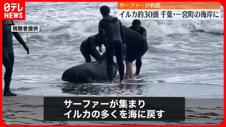 【イルカ約30頭打ち上げられる】釣ヶ崎海岸 サーファーら海に戻すも…救出作業は難航