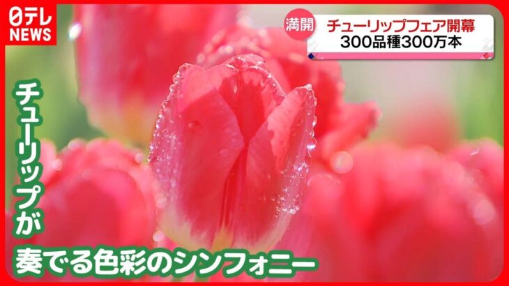 【満開】「となみチューリップフェア」開幕　300品種300万本　富山県砺波市