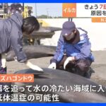 千葉・一宮町で海岸に打ち上げられた32頭のイルカ　きょう再び7頭が海岸に　研究者が原因調査のため回収｜TBS NEWS DIG