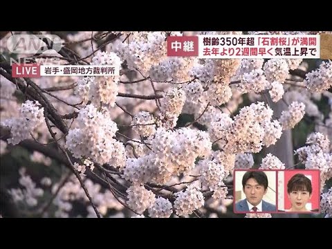 樹齢350年超「石割桜」が満開　去年より2週間早く…気温上昇で(2023年4月6日)