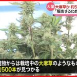 【逮捕】山間部の建物に“大麻草”約500本　｢販売するため栽培していた｣