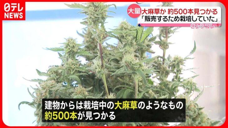 【逮捕】山間部の建物に“大麻草”約500本　｢販売するため栽培していた｣