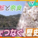 “春爛漫” ７５０年前の再現を！吉野山と嵐山の桜で結ばれた絆