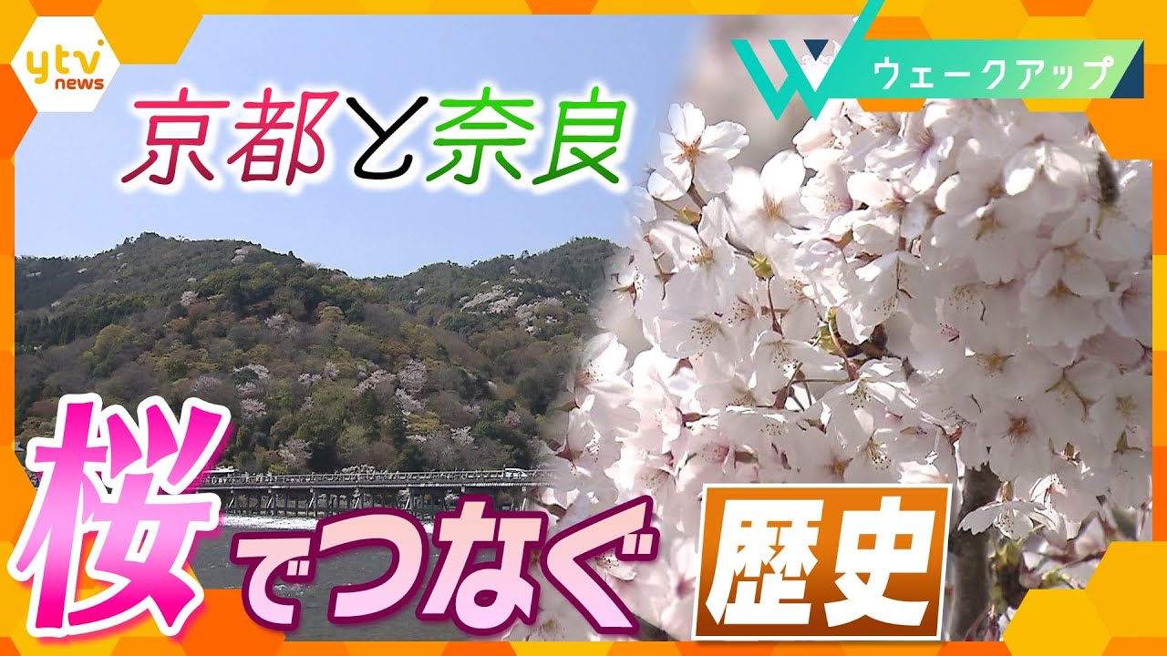 “春爛漫” 750年前の再現を!吉野山と嵐山の桜で結ばれた絆