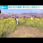 【春爛漫】桃の花満開　菜の花と見事に競演　山梨・笛吹市(2023年4月1日)
