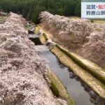 桜の名所「鮎河千本桜」　川沿いに咲き誇るソメイヨシノ　滋賀・甲賀市（2023年4月1日）