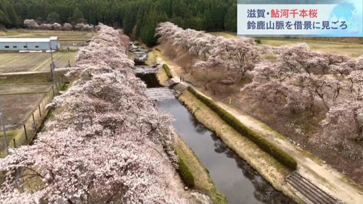 桜の名所「鮎河千本桜」　川沿いに咲き誇るソメイヨシノ　滋賀・甲賀市（2023年4月1日）