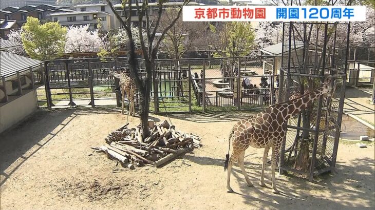 開園１２０周年「京都市動物園」で記念セレモニー　ロバをあしらった記念品プレゼント（2023年4月2日）