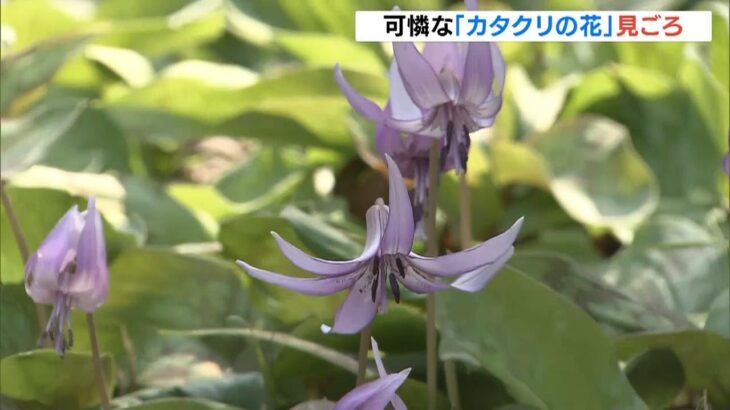 花の寿命は１０日間ほど　可憐な「春の妖精」カタクリの花が見ごろ　兵庫・丹波市（2023年4月2日）