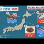富山湾でホタルイカ激減 函館でブリ急増 異変相次ぐ日本の海に専門家は「魚種交代」(2023年4月3日)