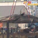 海に沈めた“迷いクジラ”処分費用は８０００万円「緊急要したことを踏まえると妥当」（2023年4月3日）