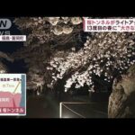 福島・富岡町“桜トンネル”ライトアップ　震災から13度目の春に“大きな一歩”(2023年4月3日)