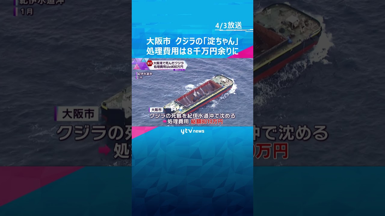 大阪湾で死んだクジラの“淀ちゃん”処理費用総額8000万円余り#shorts #読売テレビニュース