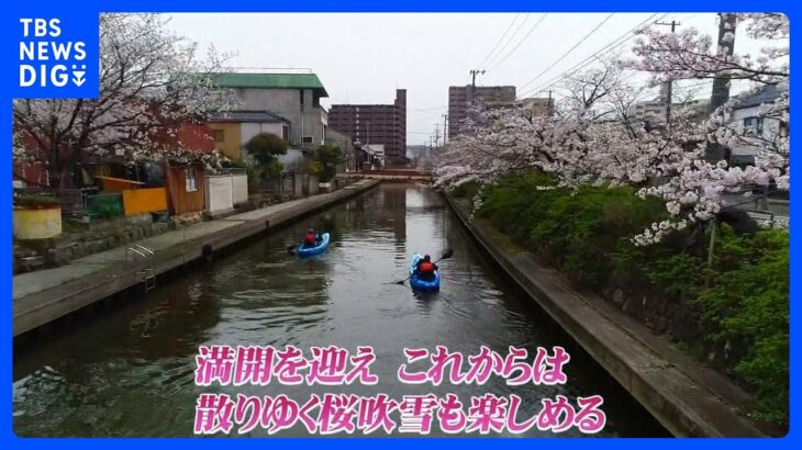 カヤックで川沿いの桜並木を楽しむ ～鳥取・米子市～【令和のサクラ】｜TBS NEWS DIG