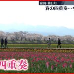 【春の四重奏】桜・チューリップ・菜の花・雪山が見頃 富山・朝日町