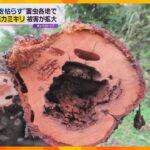 “桜を枯らす”外来カミキリの猛威　木の内部を食い荒らす幼虫…駆除は困難　大阪でも被害相次ぐ
