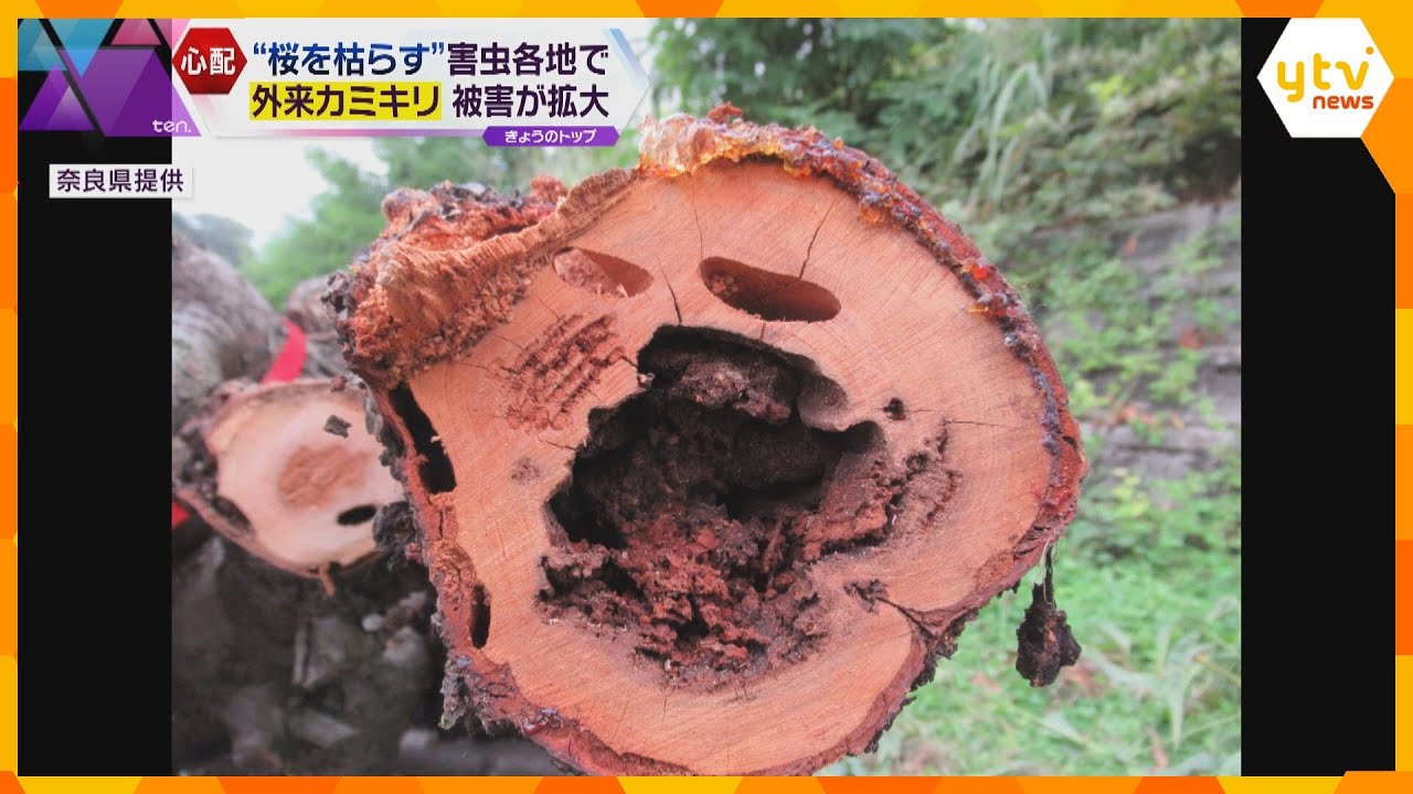 “桜を枯らす”外来カミキリの猛威 木の内部を食い荒らす幼虫…駆除は困難 大阪でも被害相次ぐ