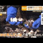 “ホタテ稚貝”北海道で大量死　“おおしけ”影響か…漁協「原因究明にお力を」(2023年4月5日)