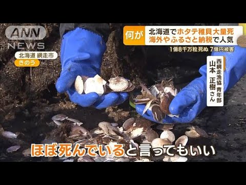 “ホタテ稚貝”北海道で大量死　“おおしけ”影響か…漁協「原因究明にお力を」(2023年4月5日)