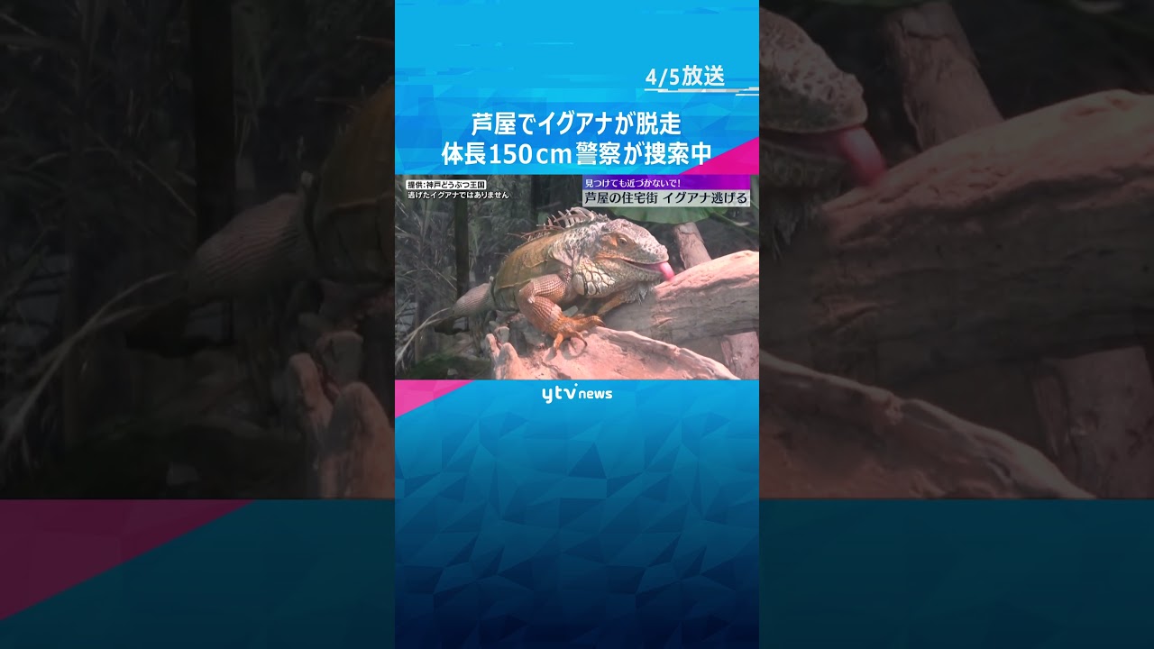 芦屋の脱走イグアナ、今朝からも捜索続く 危害加える可能性低いも近づかないよう警察が呼び掛け#shorts #読売テレビニュース