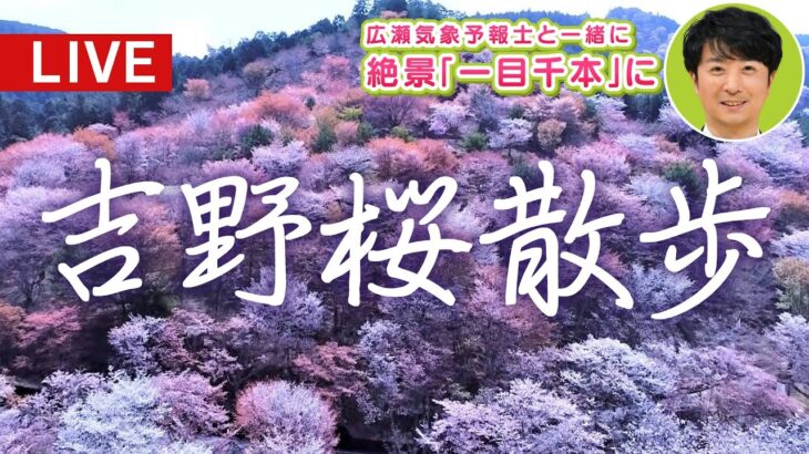 【日本一の桜名所】吉野山の「桜散歩」気象予報士の広瀬駿さんと絶景「一目千本」をお花見気分でたどる(2023年4月5日)