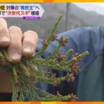 花粉症から解放される日はくるか？！　京都で「小花粉スギ」種子生産へ、更に「小花粉スギ」も開発予定