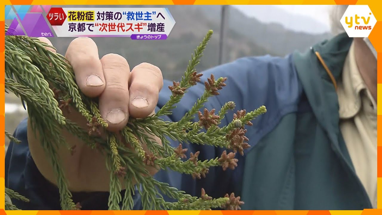 花粉症から解放される日はくるか?! 京都で「小花粉スギ」種子生産へ、更に「小花粉スギ」も開発予定