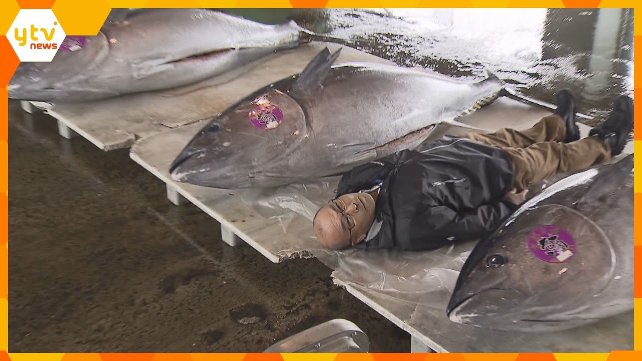 【記憶にない…】京都・舞鶴市で体長２メートル、重さ２００キロの巨大クロマグロ５本が水揚げ！