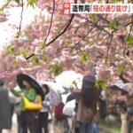 造幣局「桜の通り抜け」１４０品種３３９本　今年の花『松月』は初めて人気投票で決定（2023年4月7日）