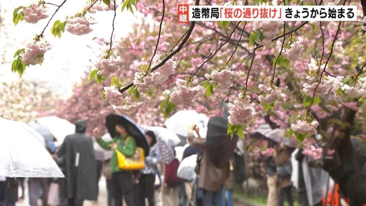 造幣局「桜の通り抜け」１４０品種３３９本　今年の花『松月』は初めて人気投票で決定（2023年4月7日）