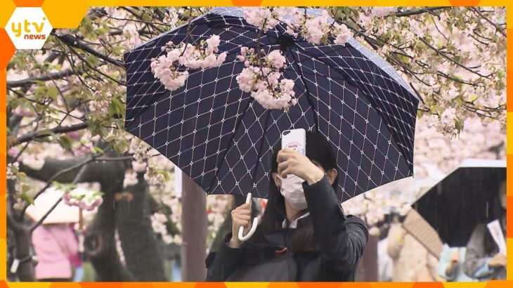 ７日から造幣局の「桜の通り抜け」春彩り…今年で１４０周年　１４０品種、３００本以上の桜が楽しめる