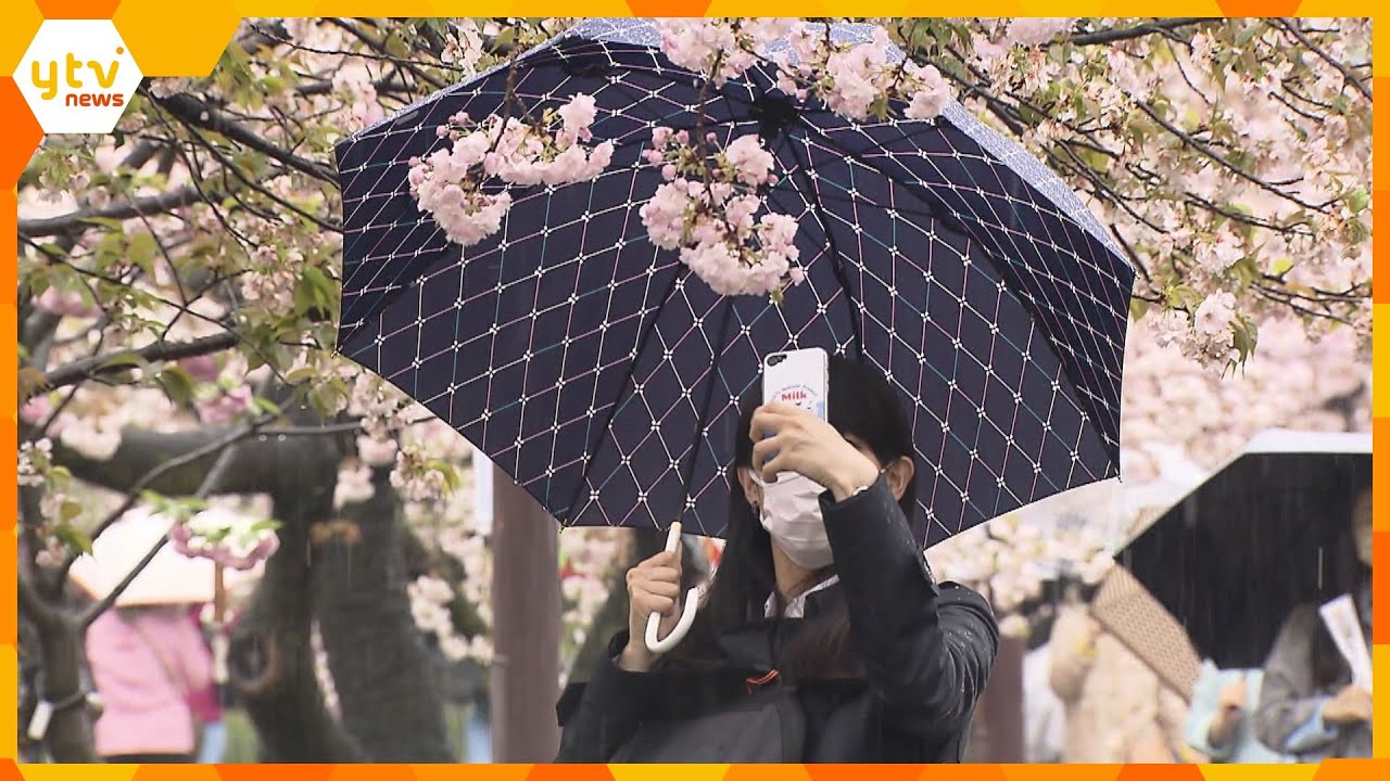 ７日から造幣局の「桜の通り抜け」春彩り…今年で１４０周年　１４０品種、３００本以上の桜が楽しめる