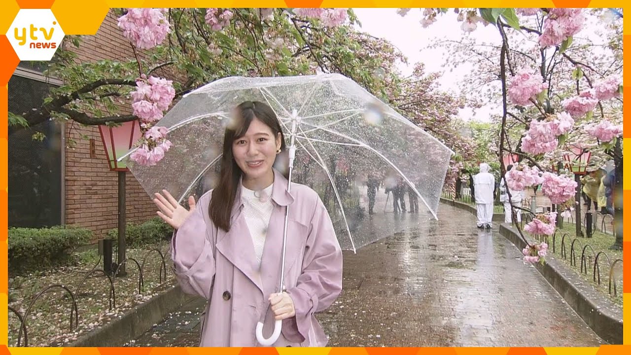 【現地リポート】造幣局「桜の通り抜け」”今年の花”「松月」や黄緑色の桜など珍しい品種も美しく