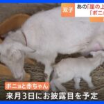 崖の上のヤギ「ポニョ」が双子のオスを出産　千葉・佐倉市が赤ちゃんの名前を募集｜TBS NEWS DIG
